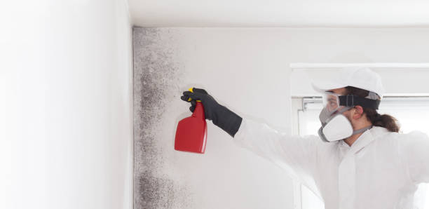 Best Professional Mold Removal  in Mayo, MD