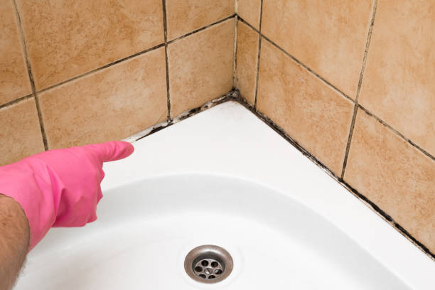 Home Mold Removal in Mayo, MD